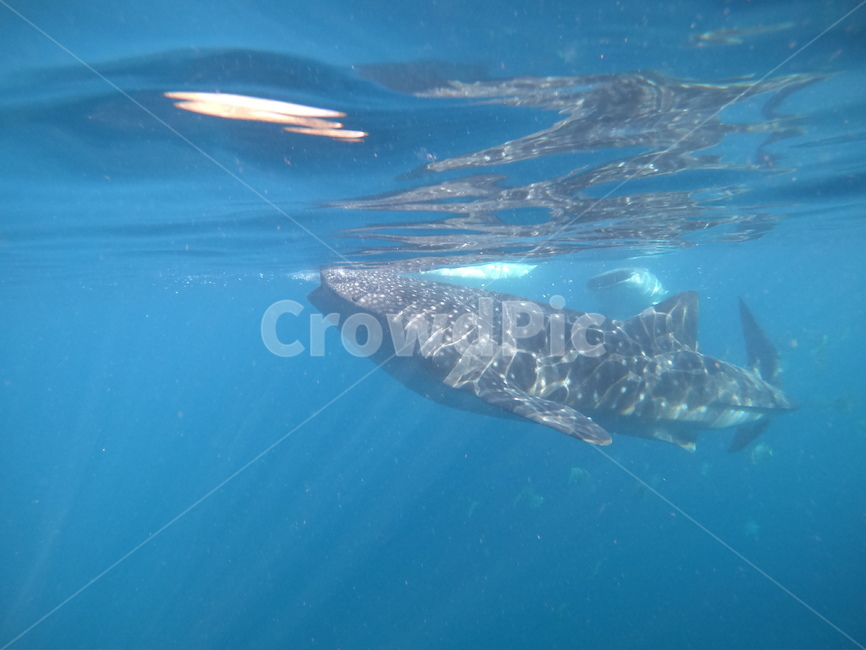 고래상어,바다,동물,거대한동물,고래,수중,sea,animal,biganiaml,whale