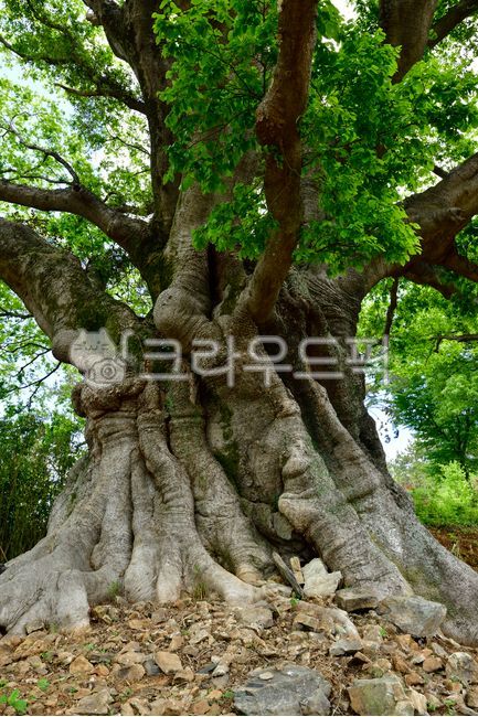 Hackberry,Gyeongnam,protected tree,natural monument,root,tree,hackberry root,Old giant tree,stump,Goseonggun