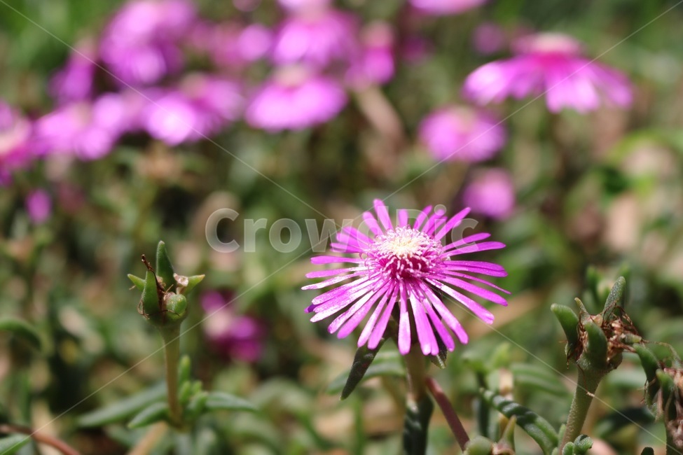꽃,식물,분홍,초록,자연,flower,hana,plants,shokubutsu,pink,pinku,green,midori,nature,여름,summer,natsu,햇빛,그림자,sunlight,hizashi,shadow,kage,식물,자연,plants,nature,꽃,flower