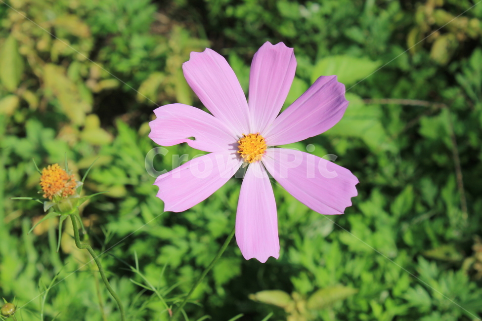 코스모스,cosmos,가을,autumn,fall,plant,식물,flower,꽃,blossom,꽃,flower