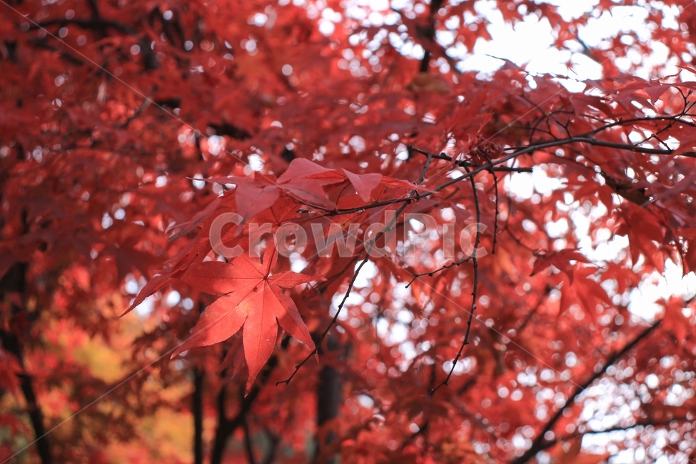 가을,감성,울긋불긋,단풍,낙엽,풍경,나무,단풍잎,자연,가을,계절,fall,autumn,season,식물,자연,plants,nature,leaf,잎,plant,tree,maple