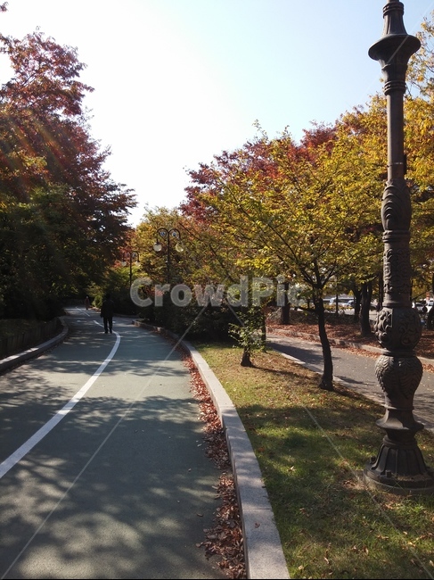 자연,나무,공원,그림자,가을,길,사람,가을,계절,fall,autumn,season,자연,풍경,nature,landscape,tree,plant,식물,asphalt,아스팔트,road,도로