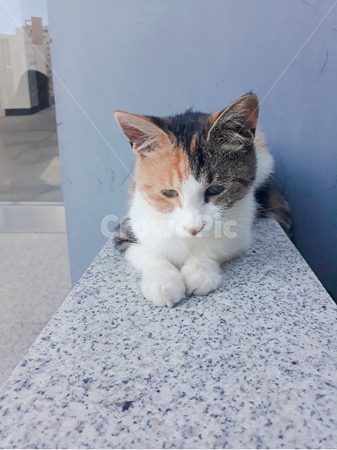 동물,반려동물,고양이,개냥이,길냥이,귀염,감성,풍경,삼색,cat