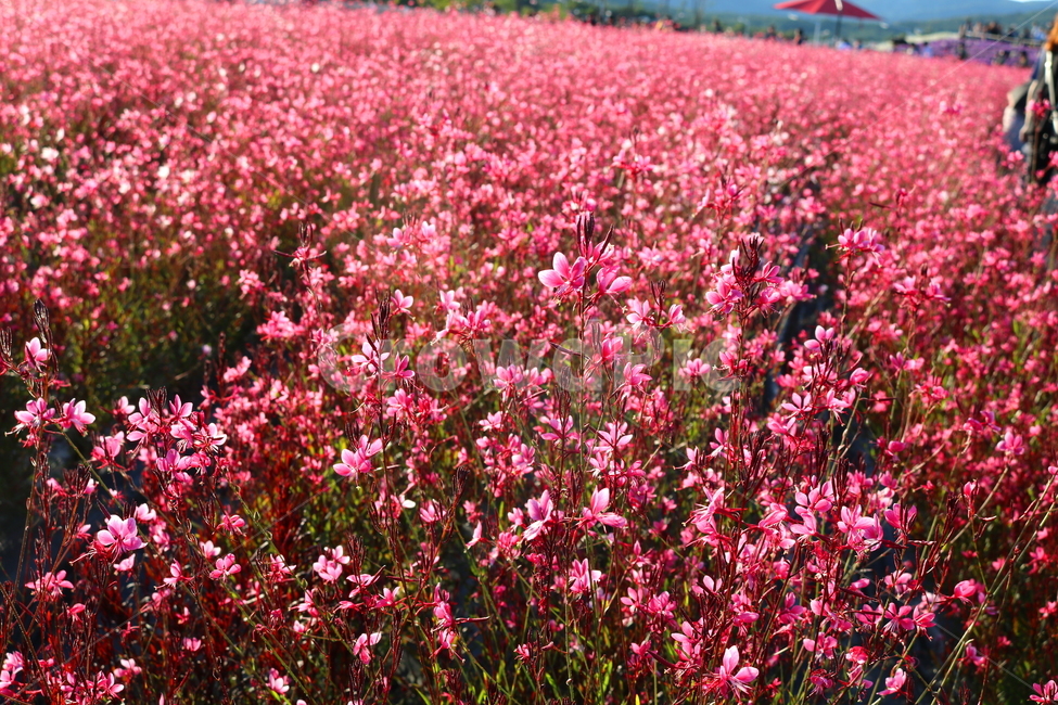꽃,가우라,분홍바늘꽃,식물,자연,꽃밭,분홍꽃,식물,자연,plants,nature,꽃,flower