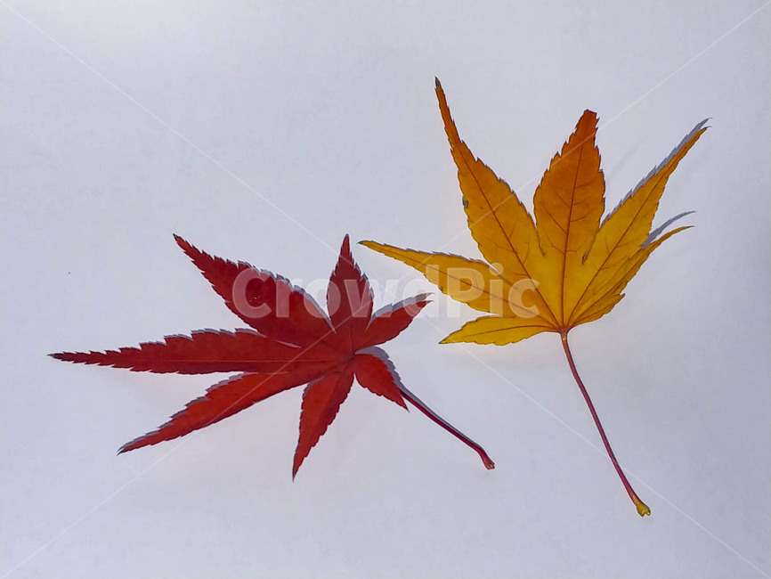 단풍잎,나뭇잎,가을,잎,낙엽,식물,autumn,leaf,leaves,maple,fall,plant,계절,season,가을,계절,fall,autumn,season,식물,자연,plants,nature