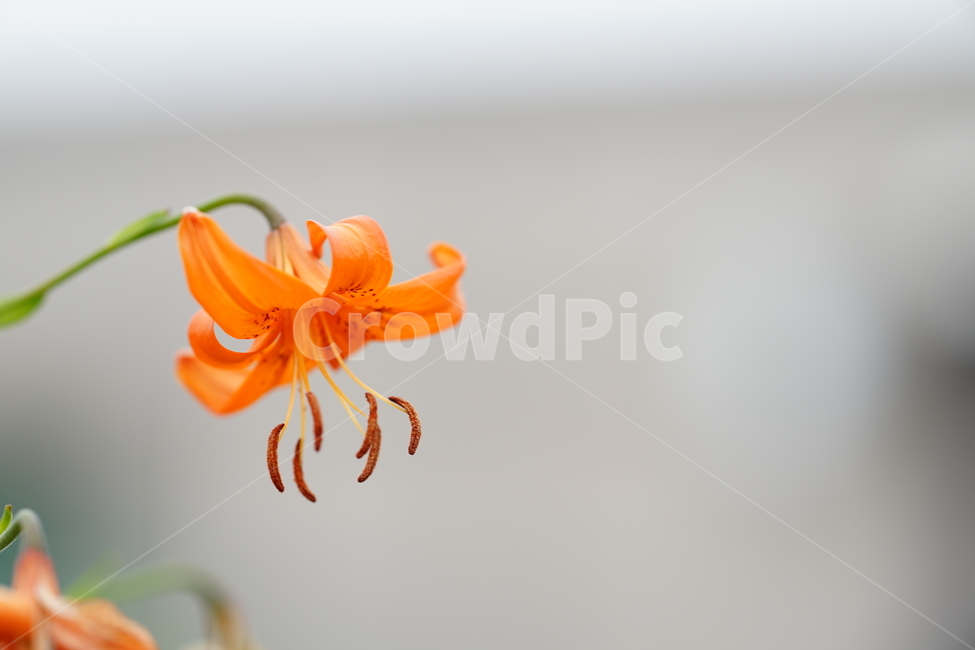 꽃,플라워,나리꽃,계절,생명,식물,주황,오렌지빛,자연,접사,감성,flower,색감,컬러,식물,자연,plants,nature,꽃,flower