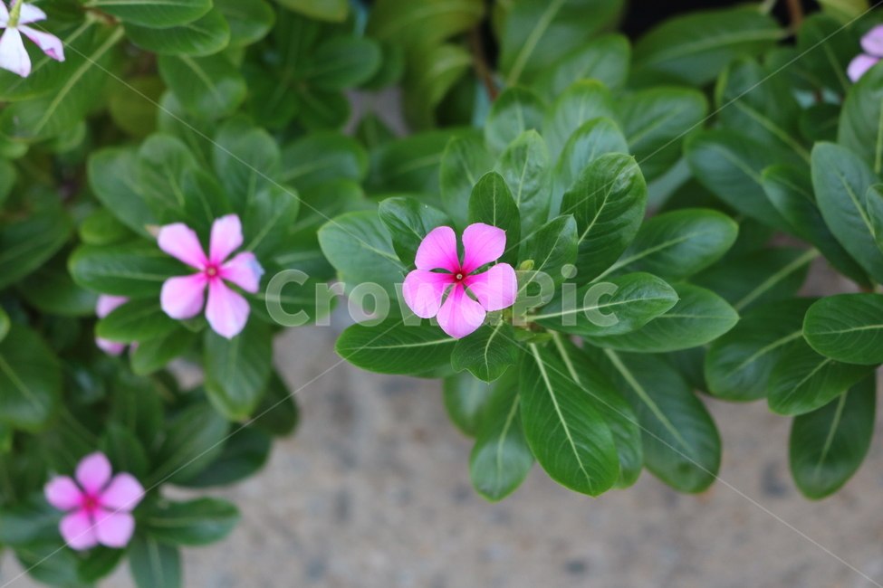 꽃,들꽃,flowers,wildflower,봄꽃