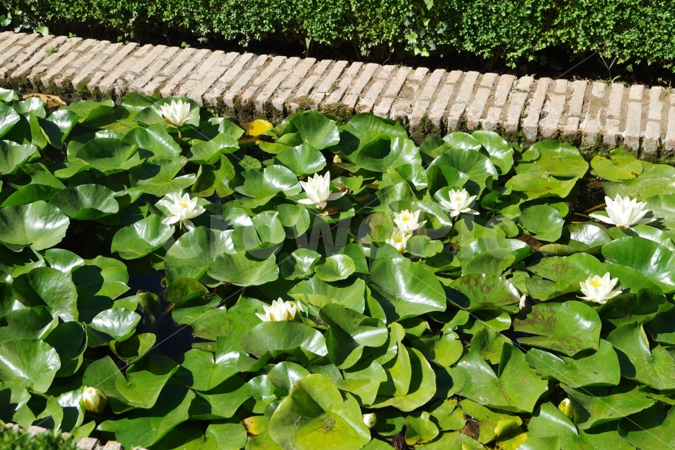 	여행,스페인,그라나다,알함브라travel,spain,grananda,alhambra,연꽃,lotus,식물,plants,식물,자연,plants,nature