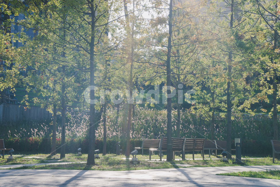 tree,나무,plant,식물,forest,숲,land,땅,woodland,삼림지,nature,자연,초목,작은숲,자연,풍경,nature,landscape,vegetation,outdoors,옥외,grove,작은 숲