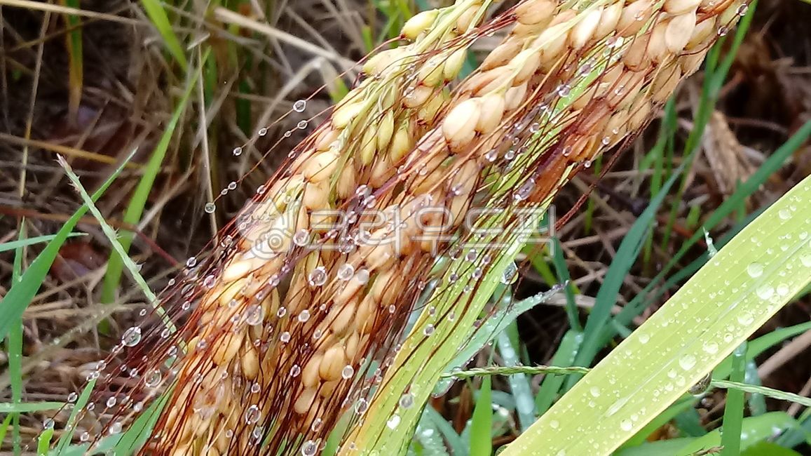 벼,쌀,나락,곡물,rice