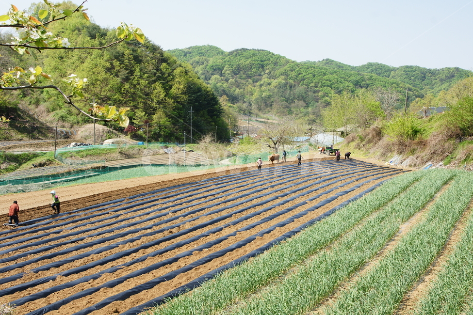자연,nature,농업,시골,농촌,일,농업,농사,agriculture,farming,farming industry