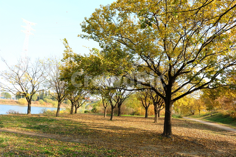 공원,선유도공원,한강공원,자연,풍경,나무,가을,단풍,낙엽,산책길,가을,계절,fall,autumn,season,자연,풍경,nature,landscape,식물,plants,나무,trees,wood,tree,plant,tree trunk,나무 줄기
