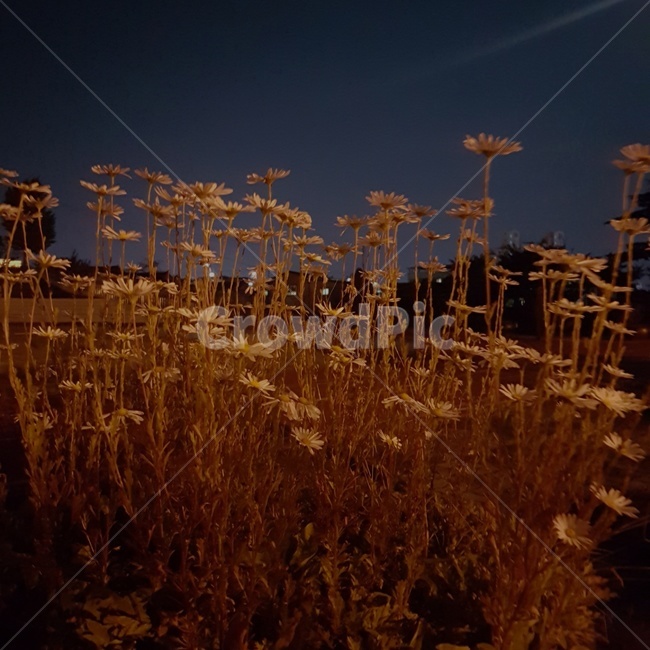 꽃,저녁,flower,감성,밤,흰꽃,자연,가을,계절,fall,autumn,season,grass,잔디,plant,식물,lawn