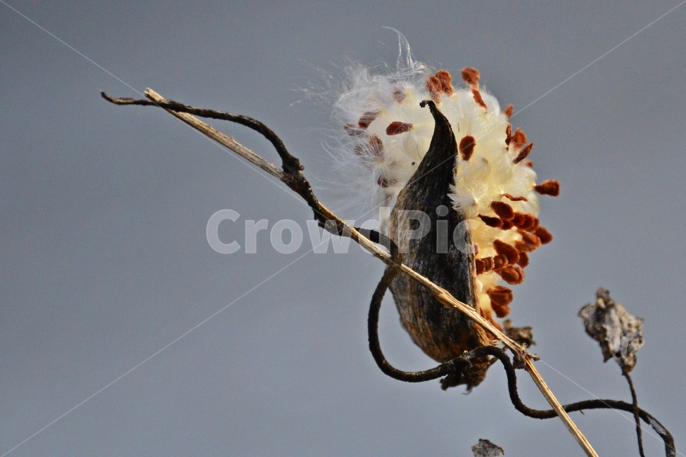 leaf,잎,plant,식물,flower,blossom,꽃,박주가리,박주가리꽃,박주가리씨앗,박주가리홀씨,식물,자연,plants,nature