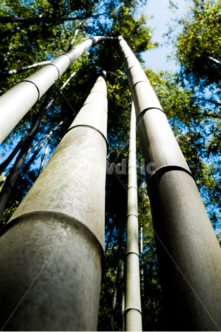 대나무,숲,여름,bamboo,식물,식물,자연,plants,nature