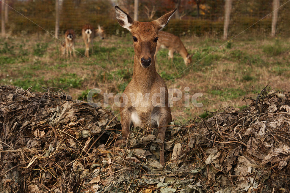 사슴,노루,동물,낙엽,잔디,동물,animal,포유류,mammal