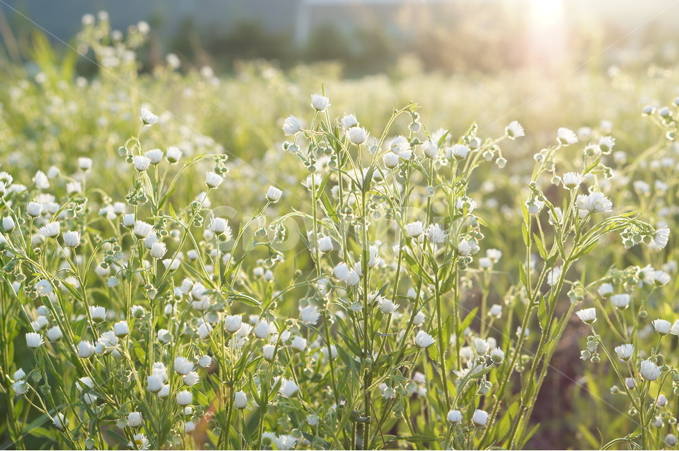 개망초,식물,하얀색,꽃,빛,풍경,식물,자연,plants,nature,꽃,flower