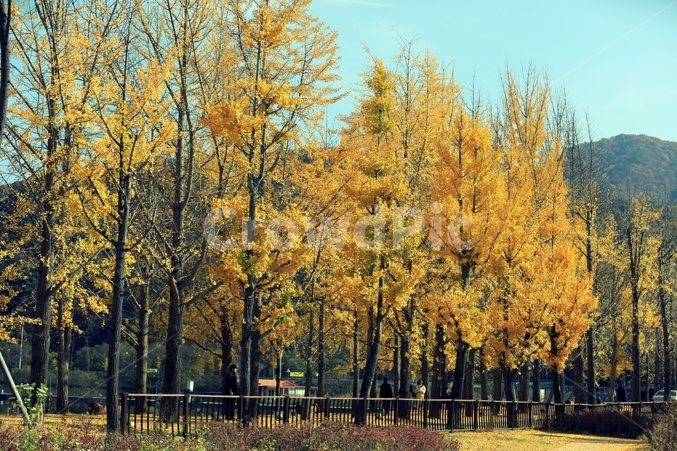 은행나무,가을,노란,괴산문광저수지,나무,가을,계절,fall,autumn,season,tree,plant,식물