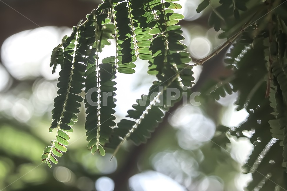 햇빛,나뭇잎,고사리나무,할레이션,역광,leaves,sunlight,보케,식물,자연,여름,감성,스냅촬영