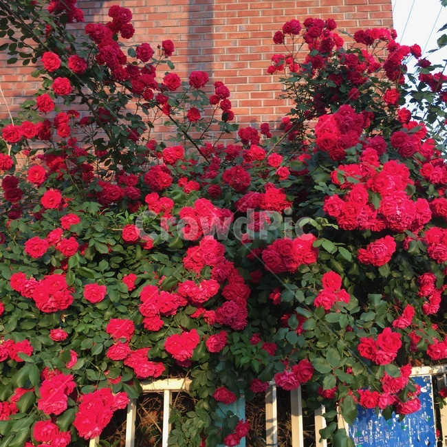 장미꽃,울창한장미,5월의꽃,화창한날,빨간꽃,식물,자연,plants,nature,꽃,flower