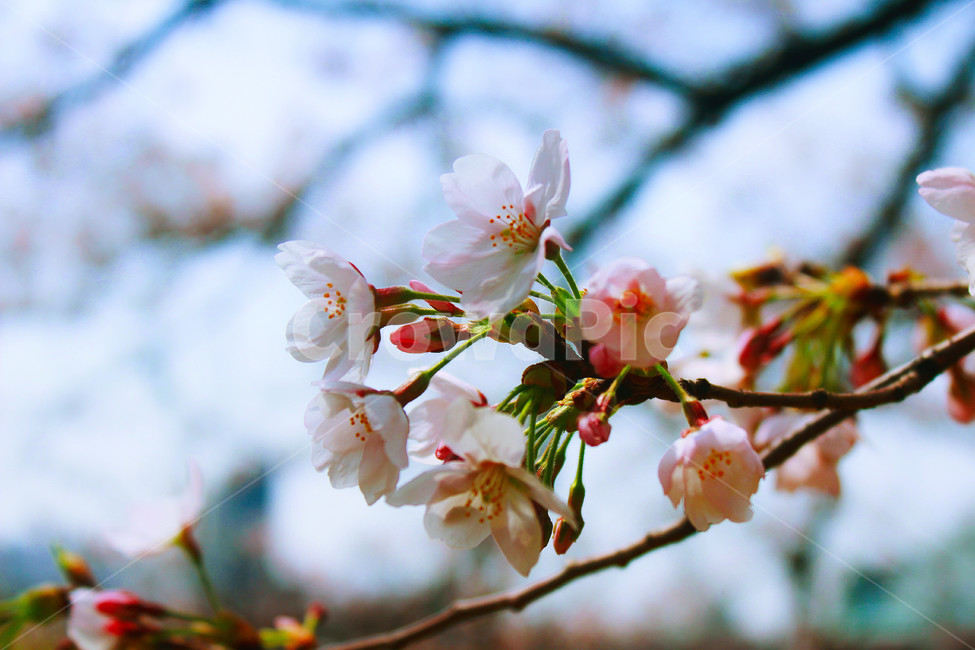 꽃,벚꽃,식물,cherryblossom,봄,감성,색감,봄,계절,spring,season