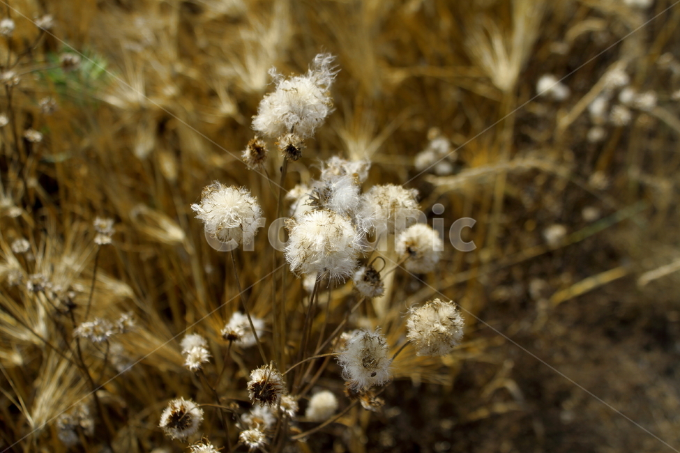 풀,잡초,씨앗,식물,따뜻한,식물,자연,plants,nature,꽃,flower