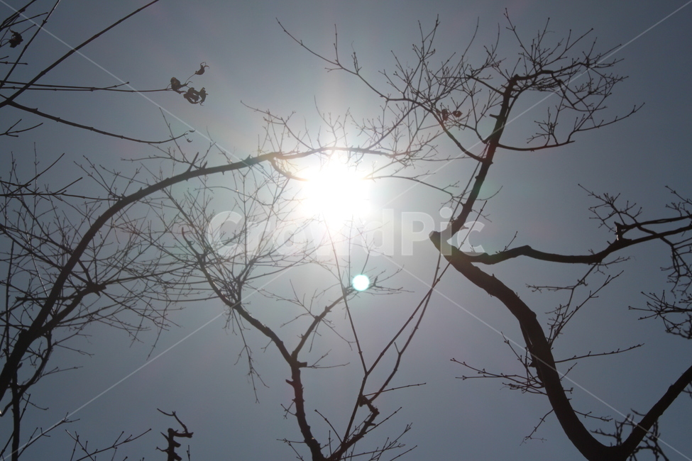 하늘,해,나무,겨울하늘,sky,겨울,계절,winter,season,식물,자연,plants,nature,나무,trees,wood