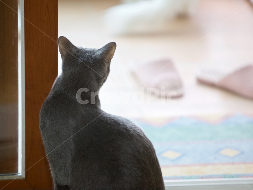 고양이,냐옹이,냥냥,집사,cat,cats,개냥이,야용이,반려묘,러시안블루,sussianblue,pet,mew,야옹,냥냥펀치,동물,animal,포유류,mammal,고양이,cat,kitten,kitty