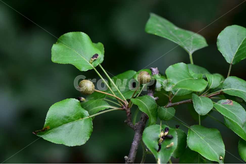 콩배나무,열매,야생화,꽃,식물,자연,생태,플라워,flower,plants,nature,나무,식물,자연,plants,nature,과일,열매,fruit