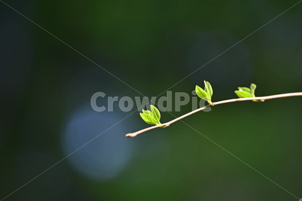 새순,새잎,새싹,나무순,그린,연녹색,봄배경,보케,빛망울,플레어,야외,옥외,아웃도어,그리너리,green,시작,출발,스타트,여린,어린순,어린잎,leaf,잎,plant,식물,flare,background,배경,바탕,백그라운드,시즌,계절,봄,계절,spring,season,식물,자연,plants,nature