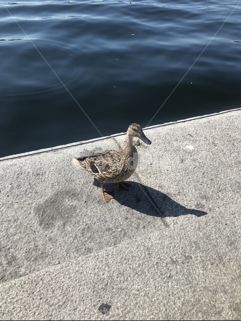 바다,오리,새,동물,자연,바다오리,귀여움,동물,animal,조류,새,birds