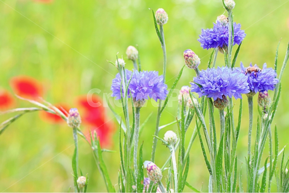 수레국화,빨강,보라색,꽃,들녘,식물,자연,plants,nature,꽃,flower