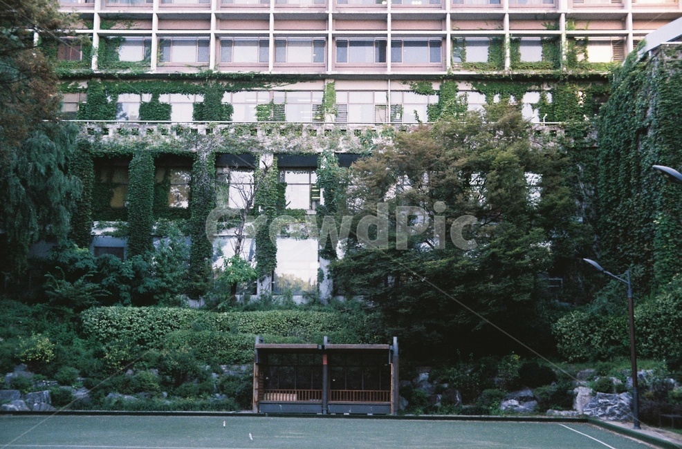 장춘단공원,공원,덩쿨,건물,풀,나무,잎,식물,자연,plants,nature
