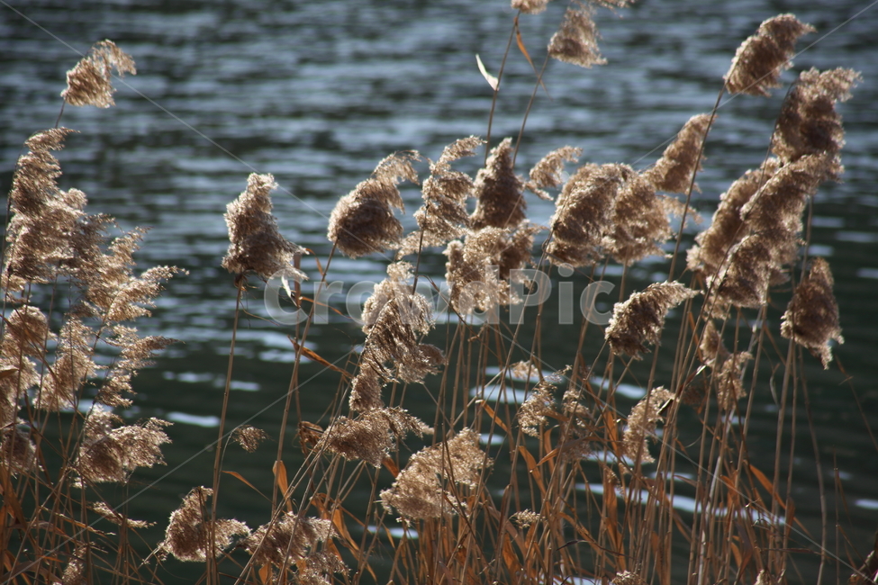 식물,풀,잡초,갈대,commonreed,겨울갈대,가을,계절,fall,autumn,season,식물,자연,plants,nature,grass,잔디,plant,lawn,animal,동물,bird,새