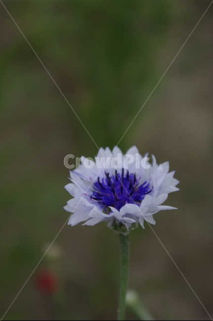 수레국화,꽃,flower,식물,plant,자연,nature