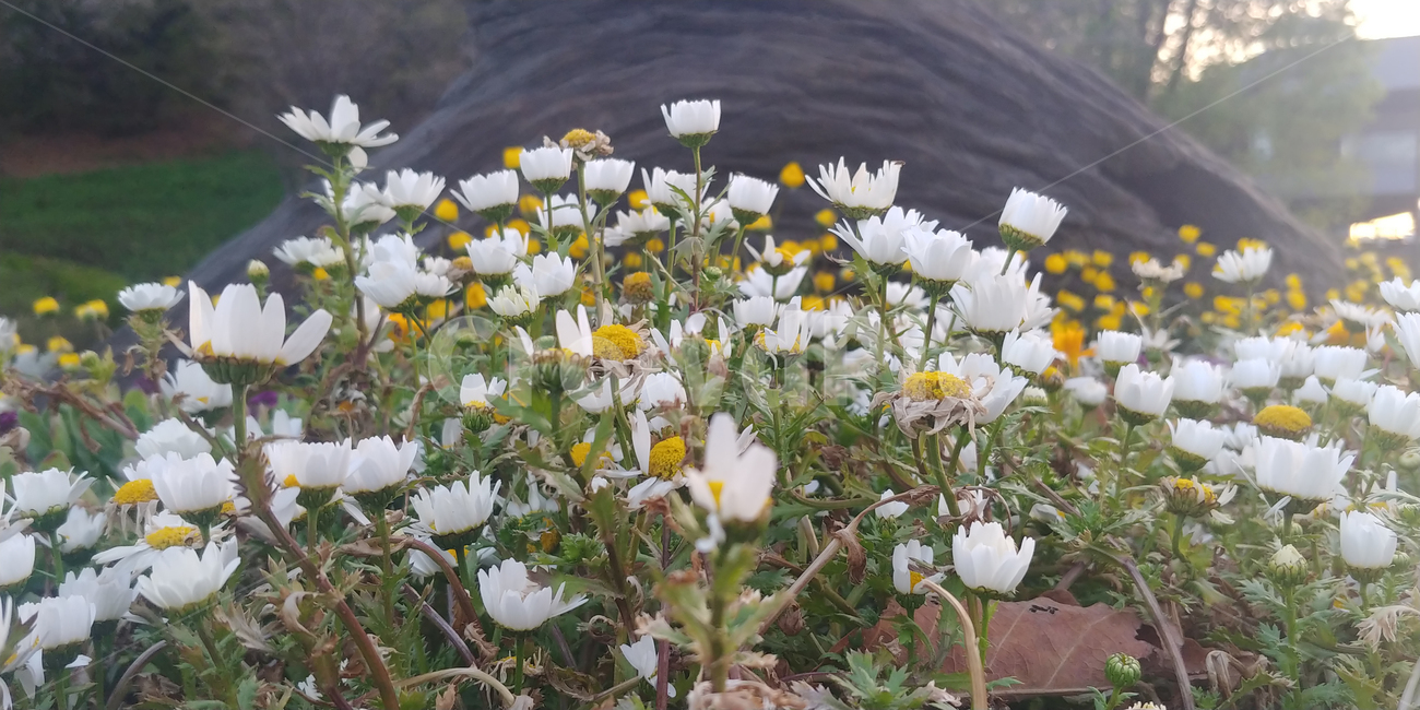 꽃,봄,봄꽃,flower,spring,공원,북서울숲