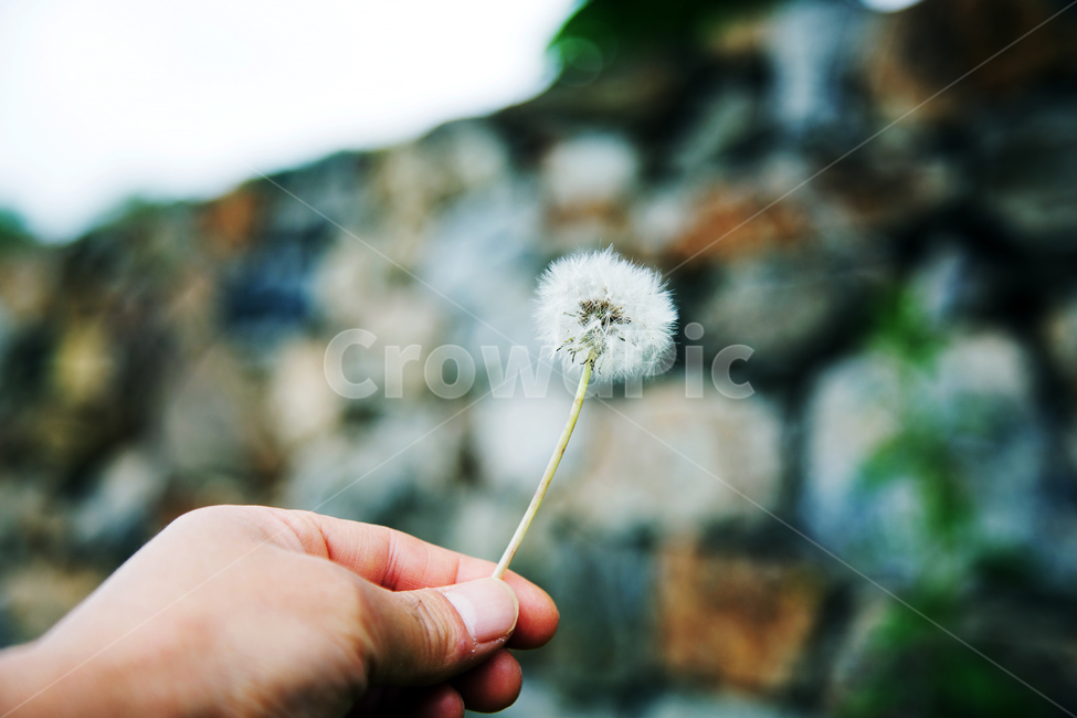 민들레씨,민들레,바람,꽃,자연,식물,자연,plants,nature,사람,인물,인간,human,person,신체일부,몸,body