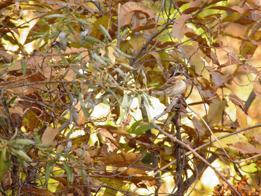 새,자연,아름다운,풍경,자연적인,가을,계절,fall,autumn,season,동물,animal,조류,새,birds,bird