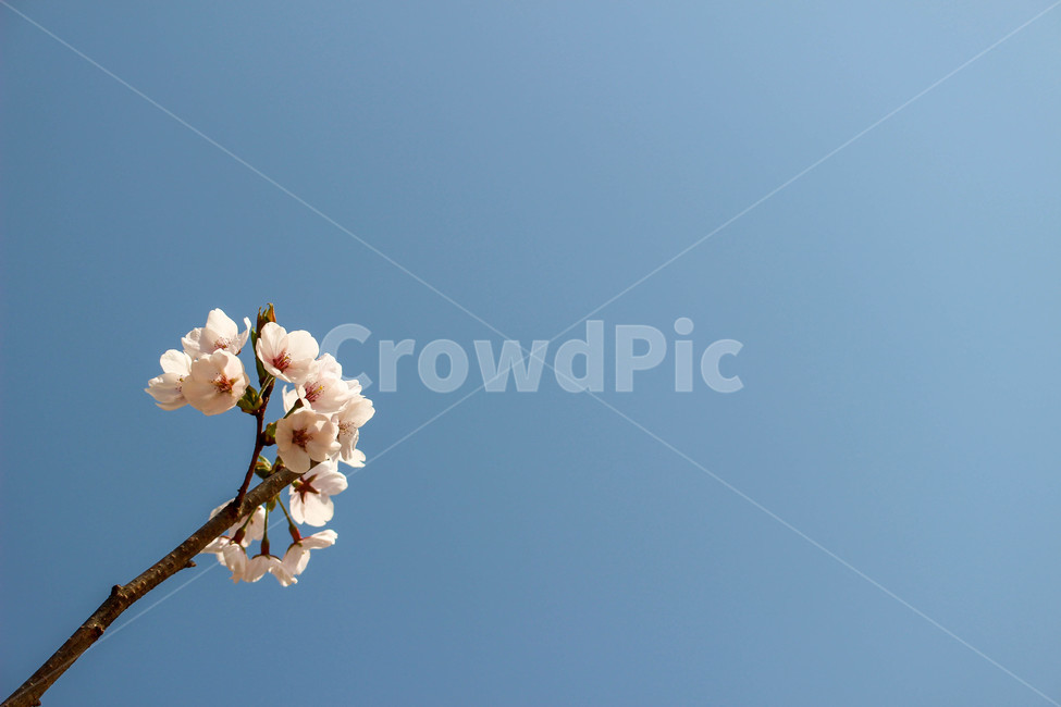 벚꽃,꽃,식물,하늘,하늘색,배경,cherryblossom,blossom,plant,flower,spring,봄,sky,식물,자연,plants,nature,꽃,flower