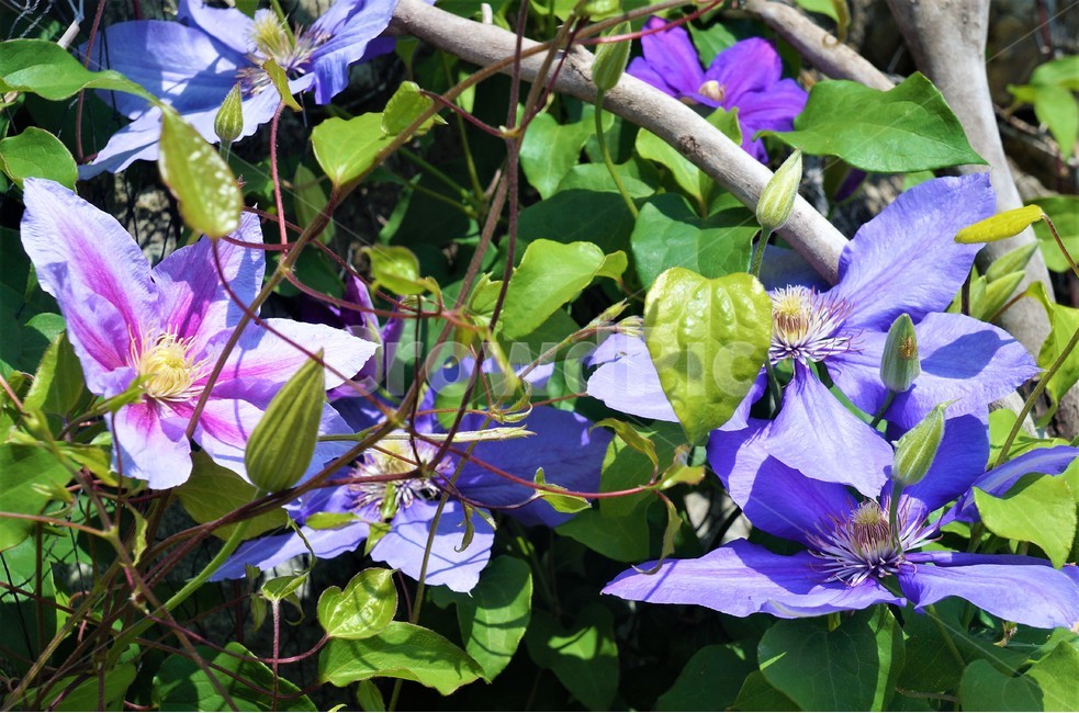 꽃,보라색꽃,자연,나무,식물,flower,nature,plant