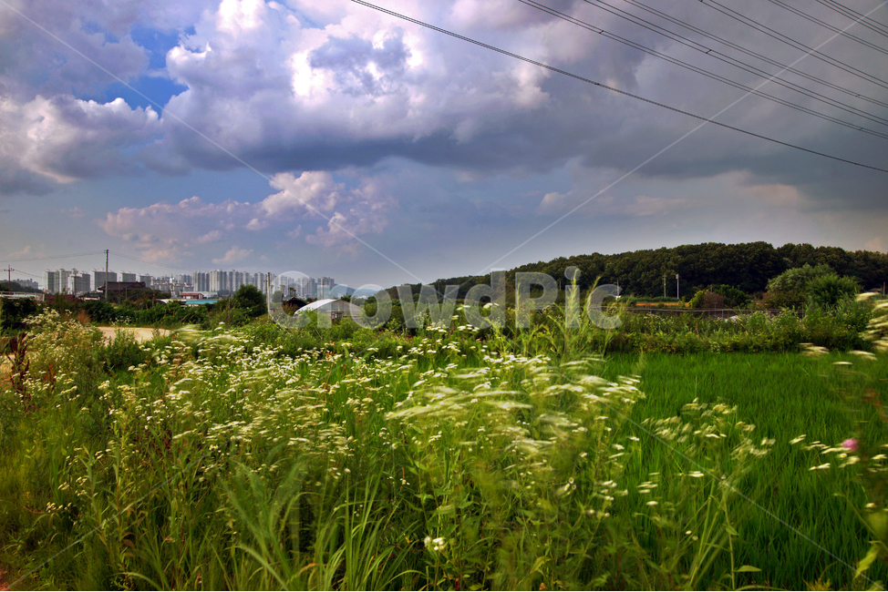 논,시골,전원,송전탑,신록,계절,농사,자연,풍경,nature,landscape