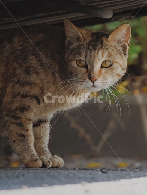 고양이,길고양이,길냥이,cat,streetcat