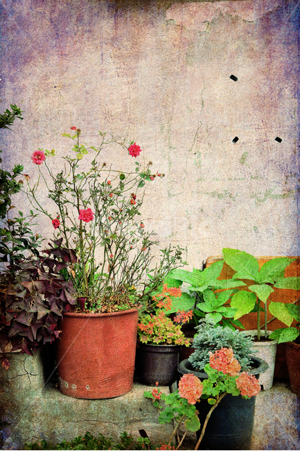 빈티지,감성,화단,꽃,화분,장미,rose,vintage,feeling,emotion,sensible,화초,담벼락,당장,울타리,fence,시간,오랜,기억,추억,메모리,리멤버,remember,memory,빛바랜,희미한,이련한,정원,마당,소박함,식물,자연,plants,nature,꽃,flower,빈티지사진,빈티지느낌,빈티지감성,vintage