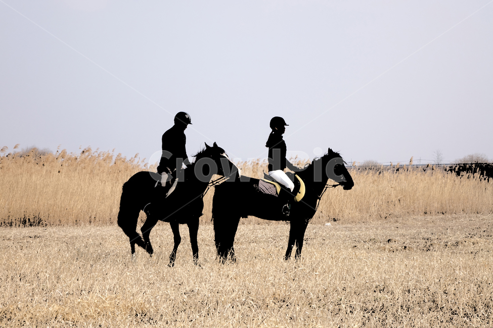 승마,말탄사람,외승,animal,동물,horse,말,인간,person,승마자,사람,스포츠,레저,운동,sports,leisure,exercise