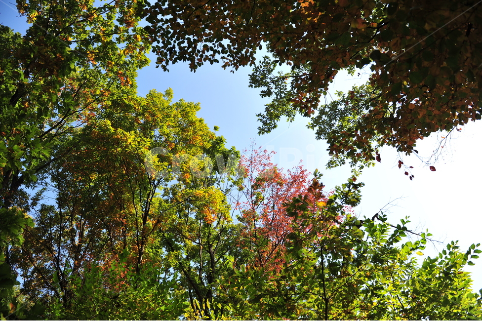 tree,나무,식물,단풍,가을,하늘,식물,자연,plants,nature,나무,trees,wood