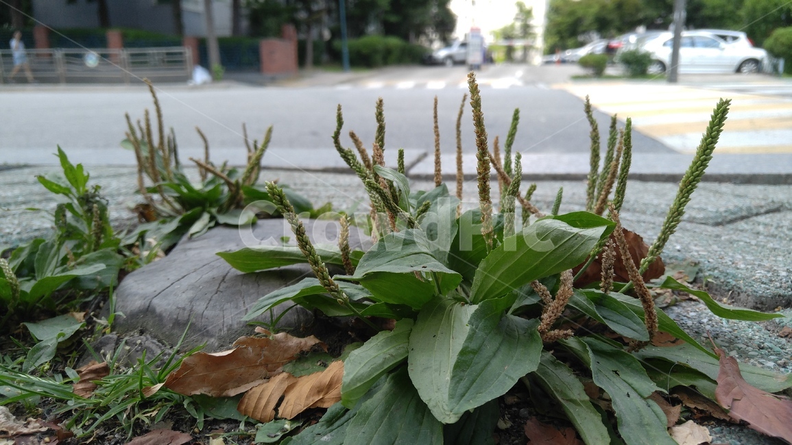 질경이,식물,녹색,도로,회색,plants,green,road,way,gray
