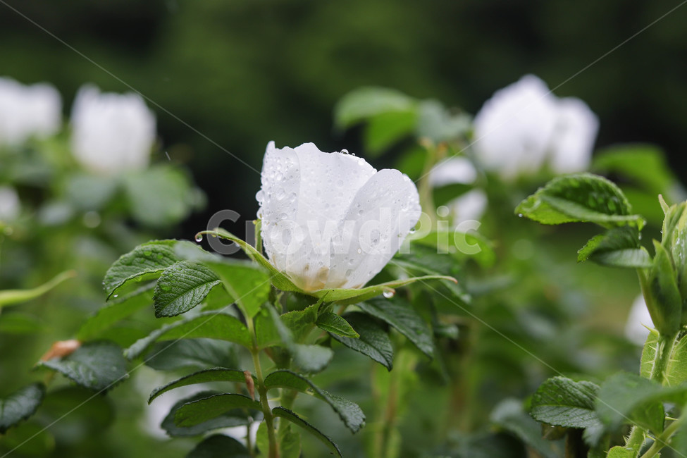 비오는날,꽃,봄,봄꽃,식물,spring,rainyday,beautiful,예쁜,자연,nature,봄날,배경,바탕,식물,자연,plants,nature,꽃,flower