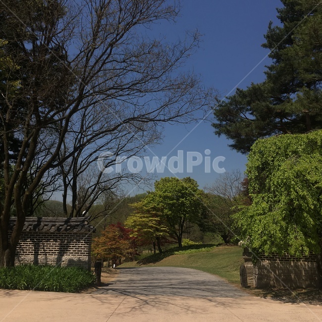 숲길,나무,산책,녹지,맑은날씨
