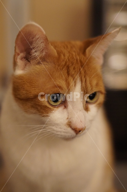 rest,nocturnal,evening time,Cheese cat,Meow,stretching,observe,Pets,cat face,Korean Shorthair,house cat,koreanshorthair,cat,nose short,cat closeup,pet