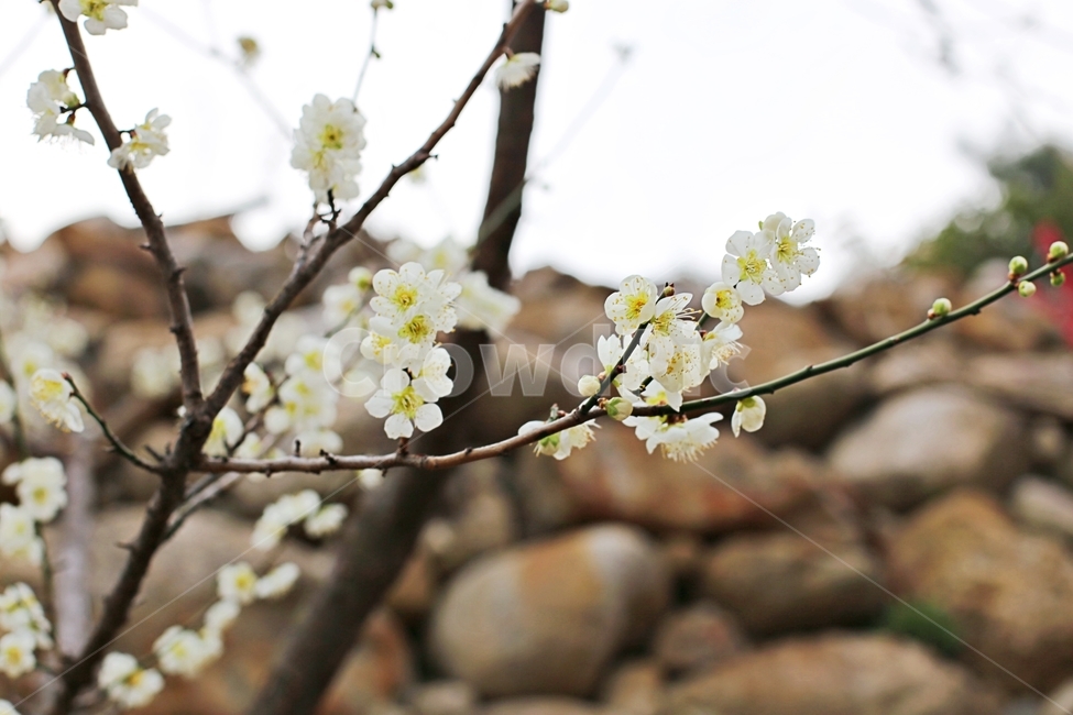 매화마을,매화꽃,매화축제,매화,꽃,flower,봄,계절,spring,season,식물,자연,plants,nature,꽃,flower,plant